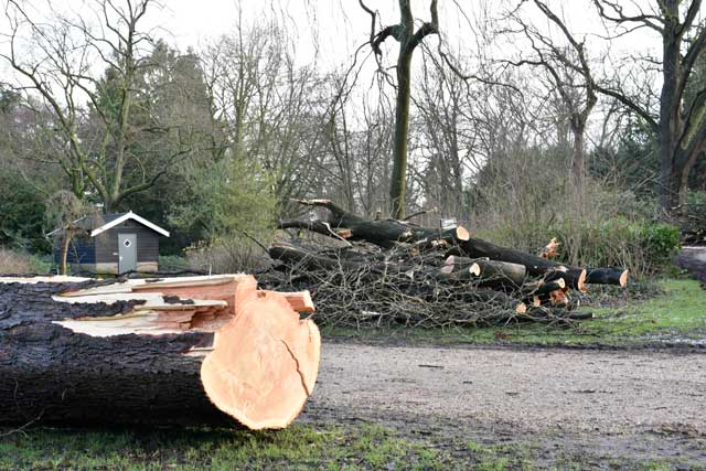 Omgevallen christusdoorn 6