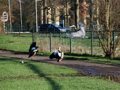 Nijlgansfamilie met reiger (1)