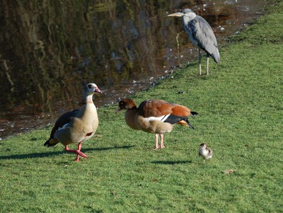 Nijlgansfamilie met reiger (3)