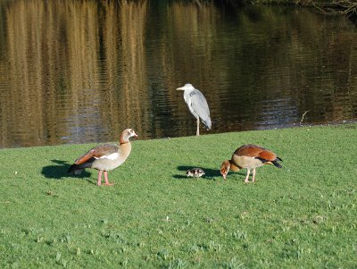 Nijlgansfamilie met reiger (4)