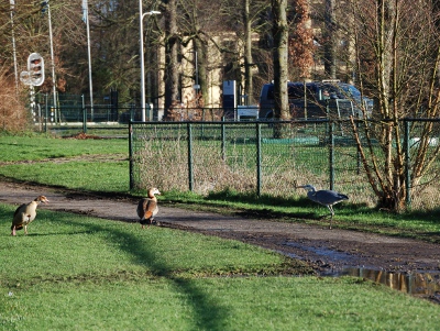 Nijlgansfamilie met reiger (2)