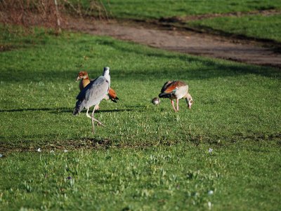 Nijlgansfamilie met reiger (5)