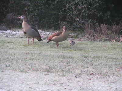 Nijlgansfamilie op bevroren grasveld 5 maart 2016