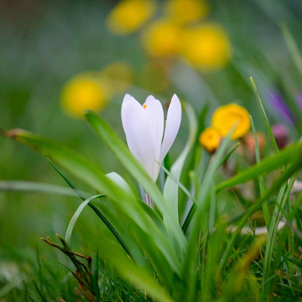 20200314 crocus