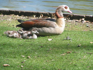 Gans met kleintjes