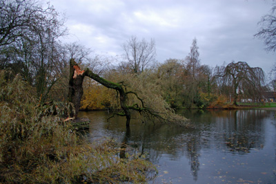 Storm velt wilg (1)