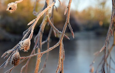 20161204 Boetzelaerpark winterse taferelen 14