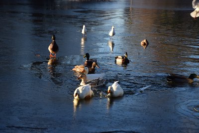 20161204 Boetzelaerpark winterse taferelen 23