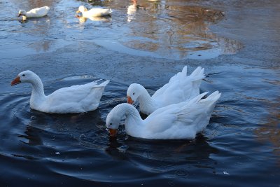 20161204 Boetzelaerpark winterse taferelen 26