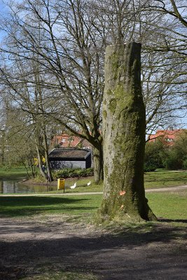 20170325 gekapte boom