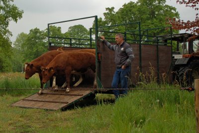 Plaatsing runderen