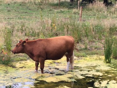 20170625 Runderen ontsnapt