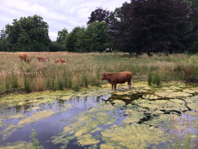 20170625 Runderen ontsnapt B