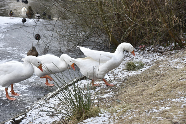 20180228 ijs op vijver 1