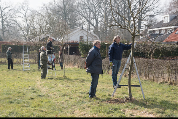 20180304 Fruitbomen snoeien 5