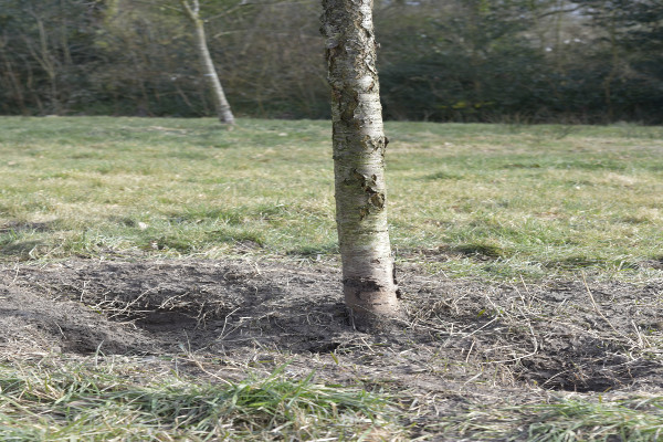 20180304 Fruitbomen snoeien 6