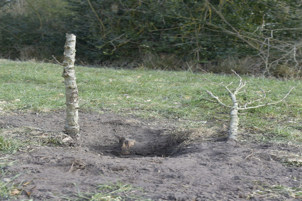 20180304 Fruitbomen snoeien 7