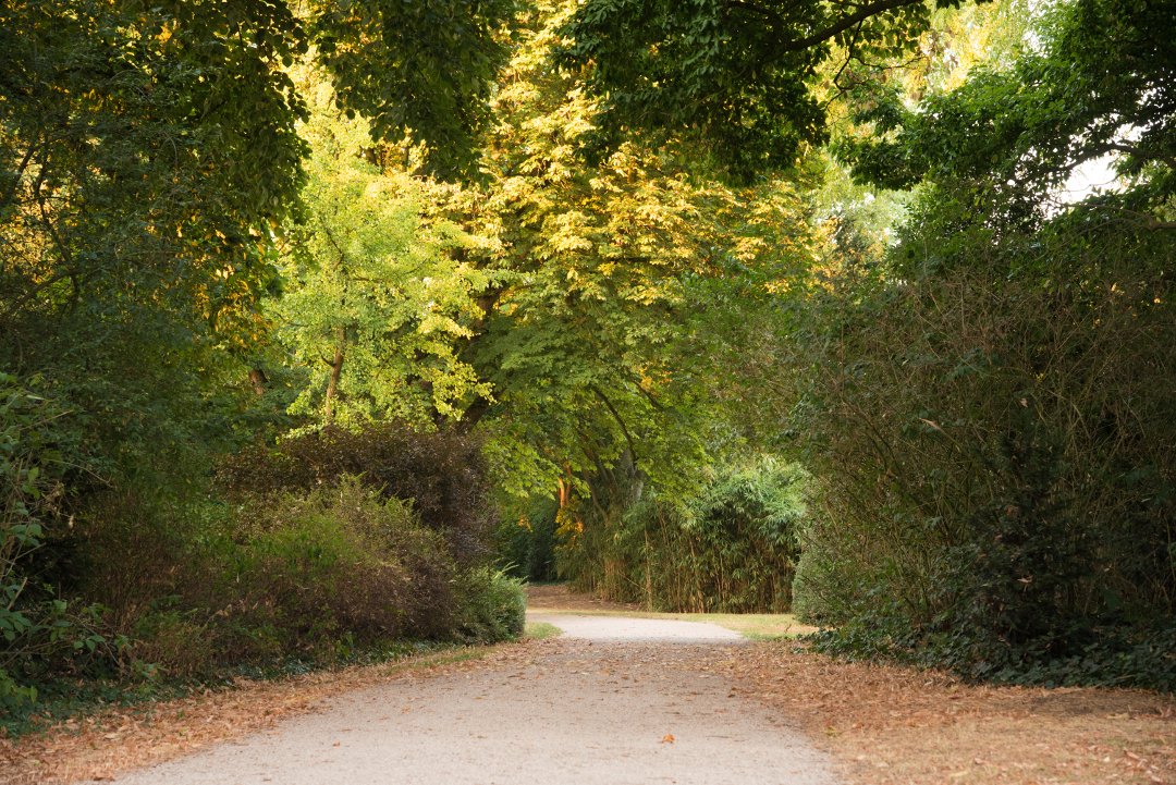 Droogte in het park 3