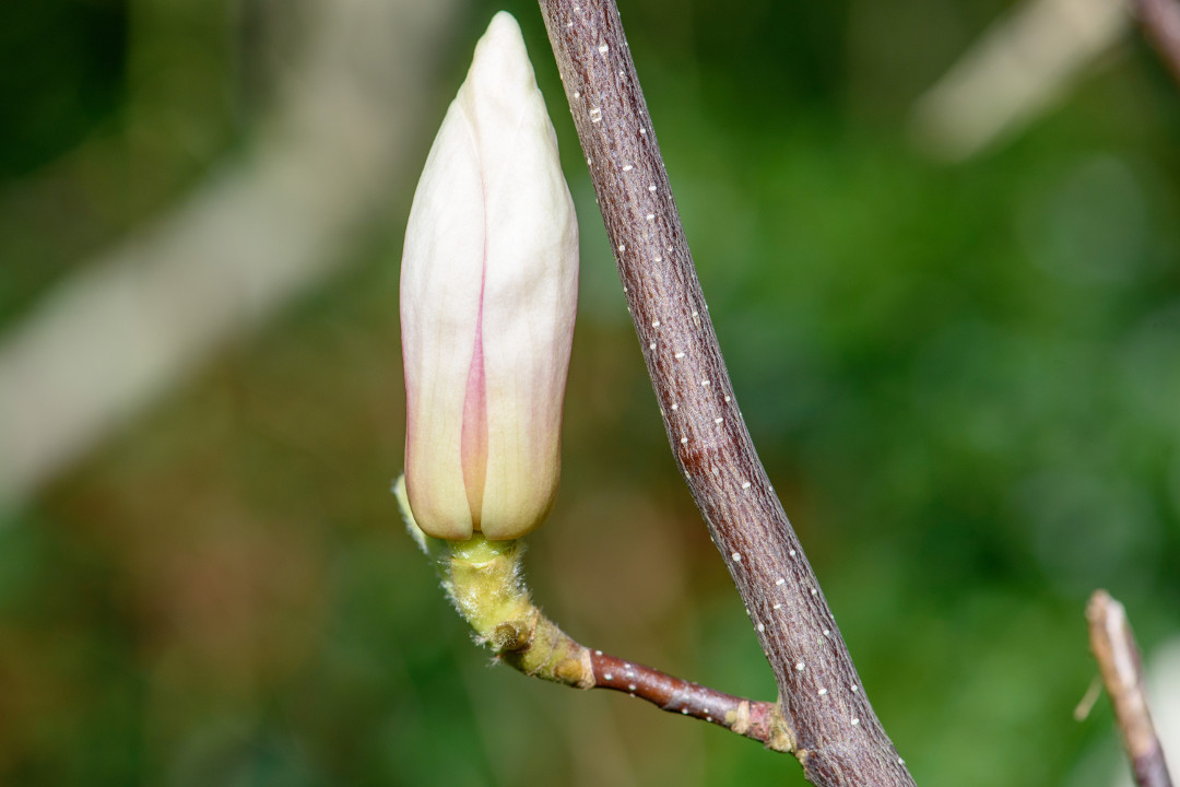 Lente in het Van Boetzelaerpark