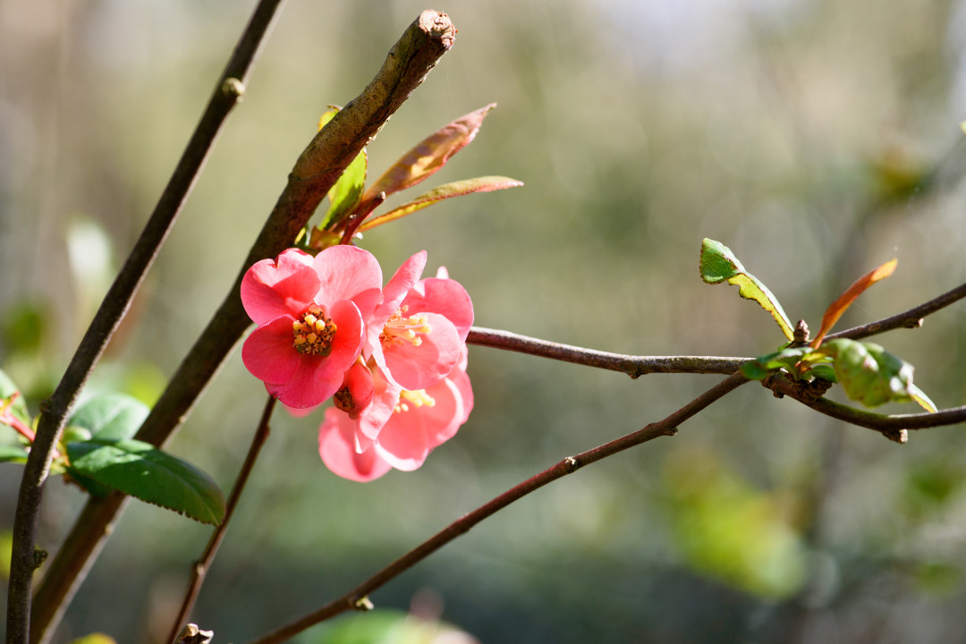 Lente in het Van Boetzelaerpark