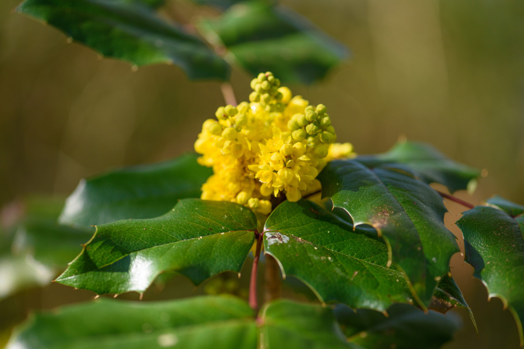 Lente in het Van Boetzelaerpark