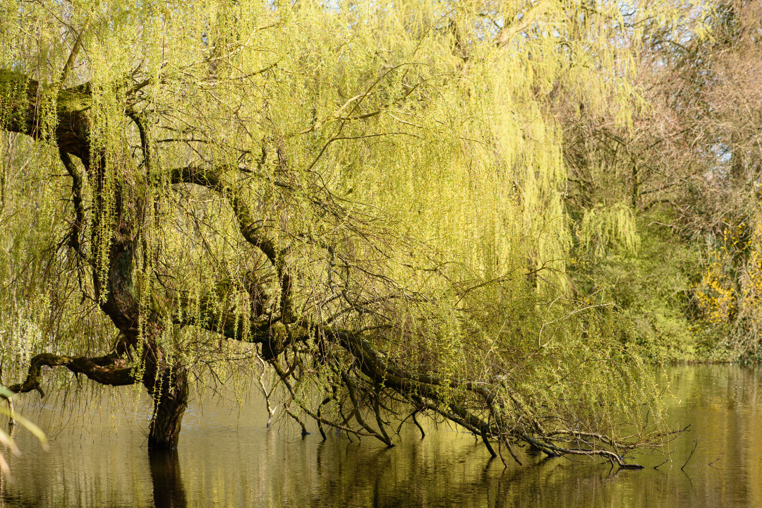 Lente in het Van Boetzelaerpark