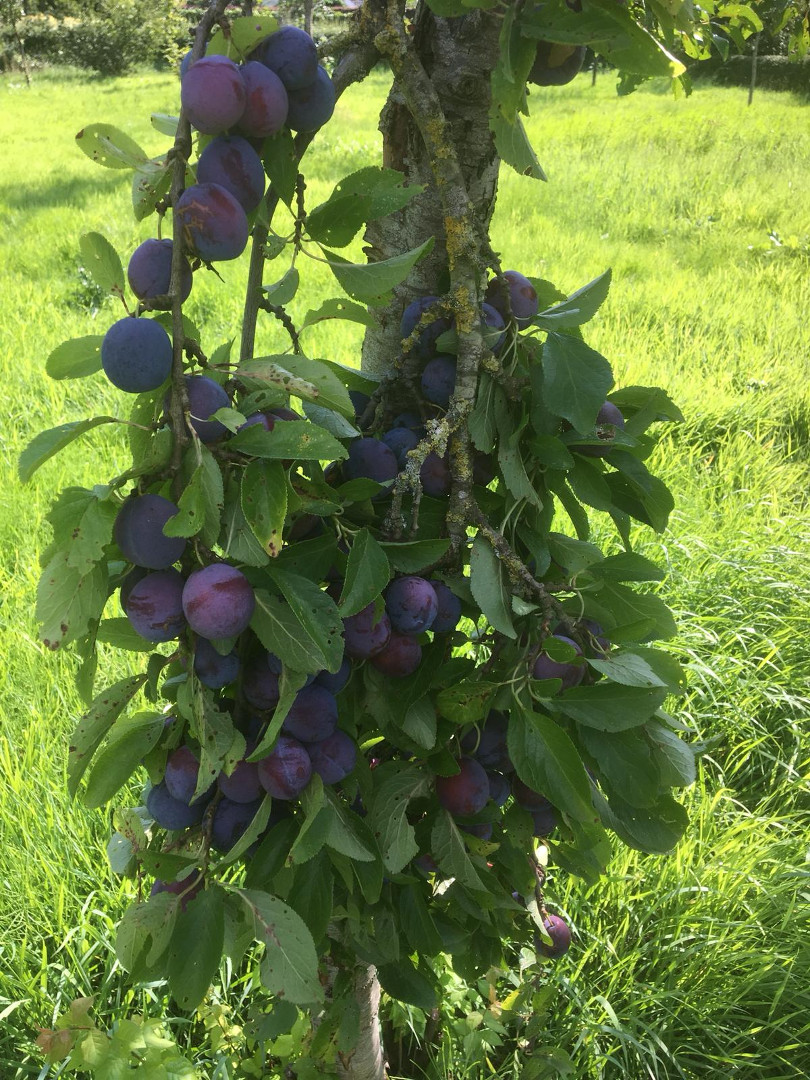Fruit in de boomgaard (1)