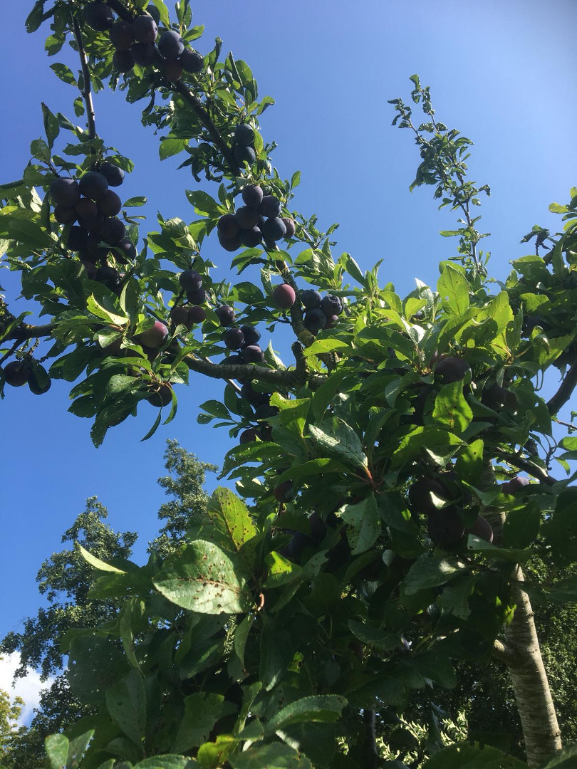 Fruit in de boomgaard (2)