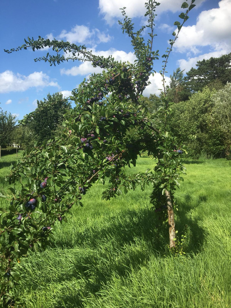 Fruit in de boomgaard (3)