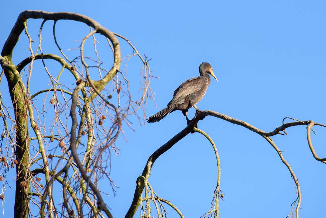 20191130 vogel