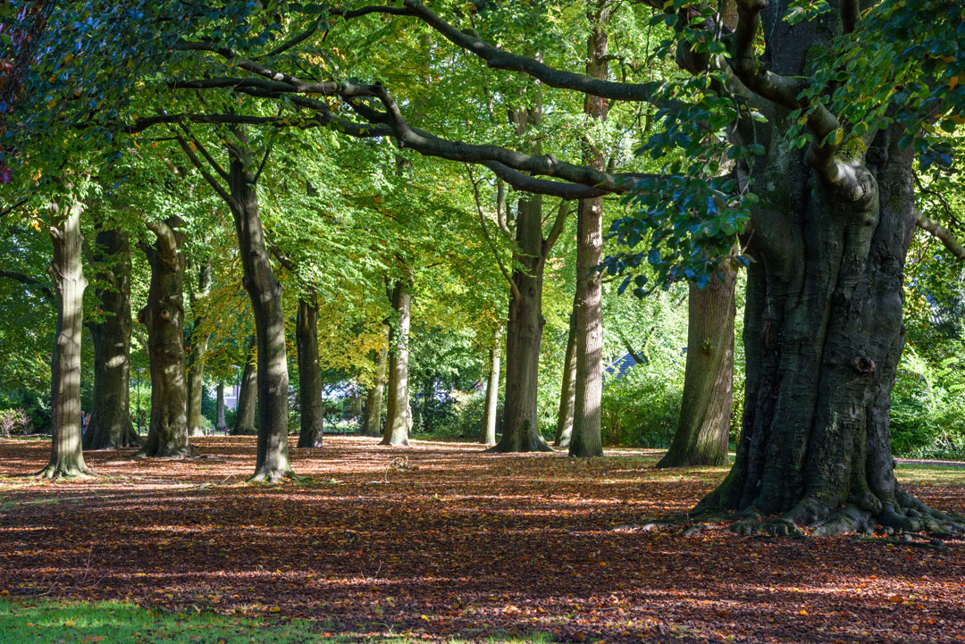 Park in herfstkleuren 4