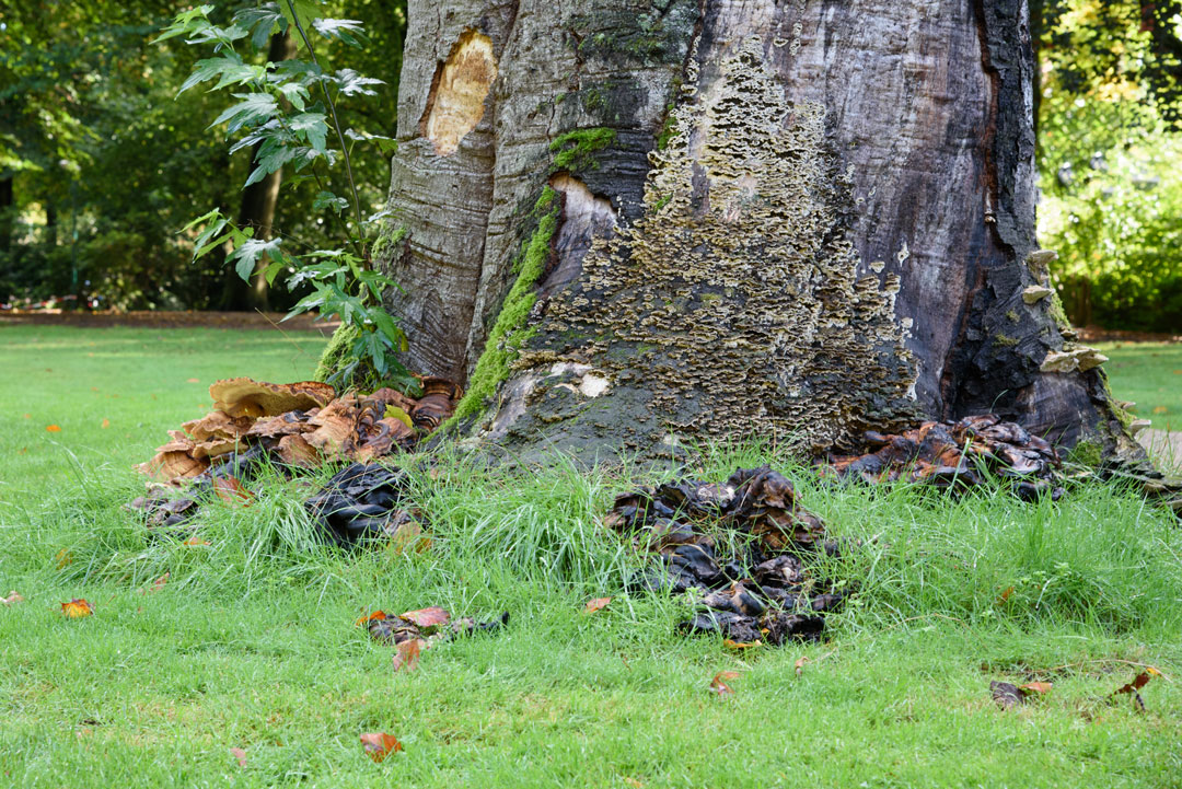 Beuk met paddestoelen2