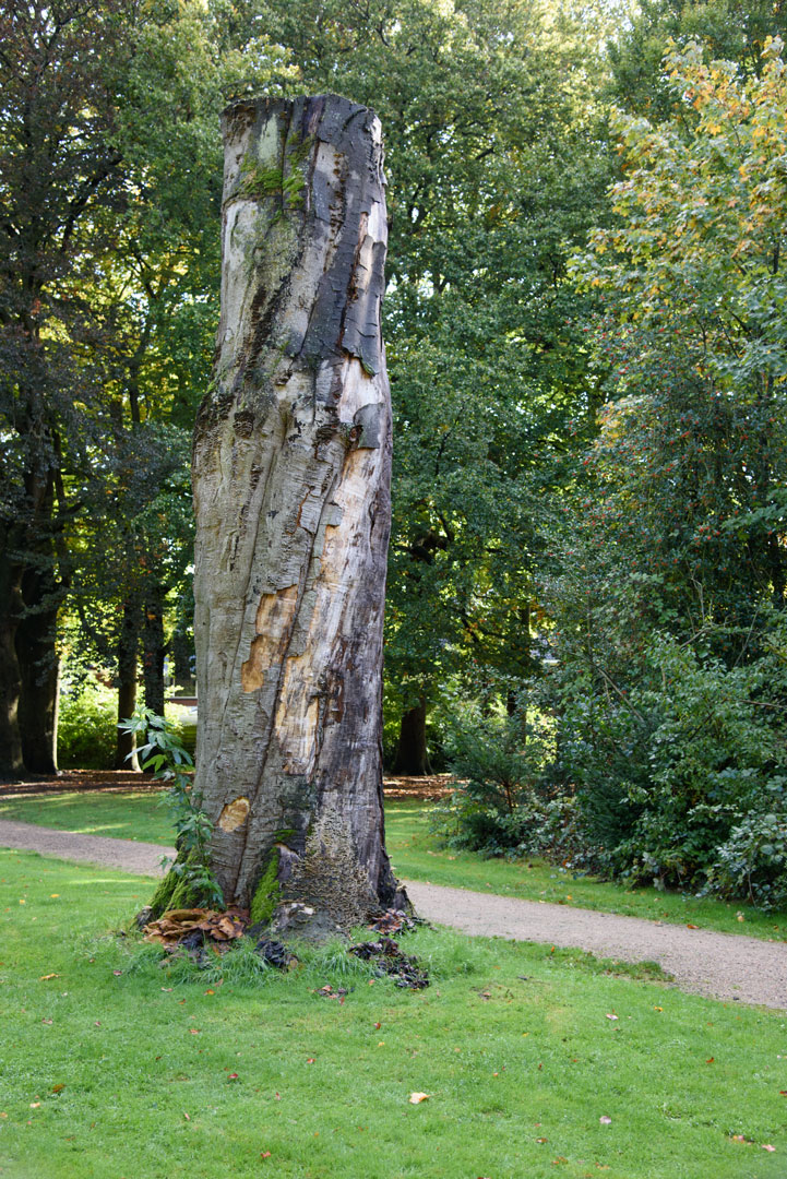 Beukenstam met paddestoelen