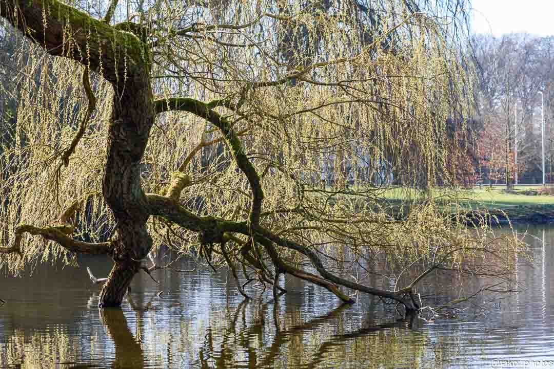 Van Boetzelaerpark in de lente tooi