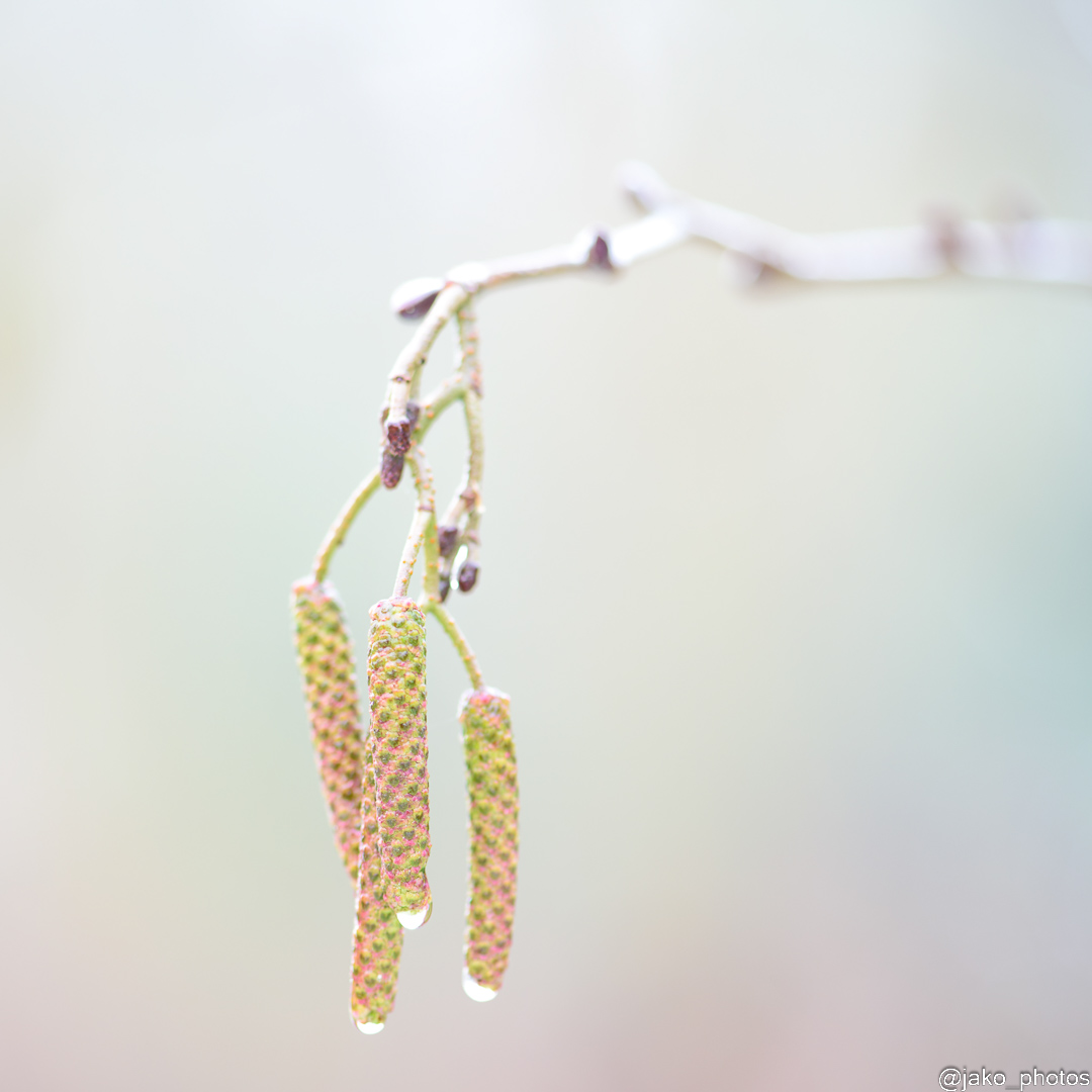 Ondanks Winter laat lente zich al zien