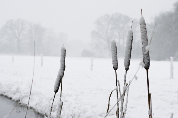 Sandwijck winter rietkraag